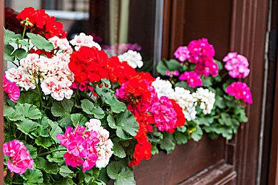 3D对战动作游戏《机甲少女★爱丽丝CS》 公开实体版早期购买特典内容！